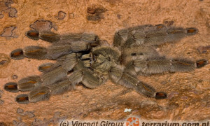 Psalmopoeus cambridgei – ptasznik trynidadzki – wpływ monodiety na rozwój