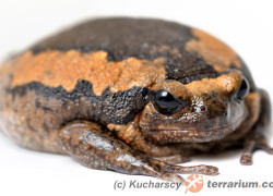 Kaloula pulchra – termitówka indyjska