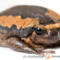Kaloula pulchra – termitówka indyjska