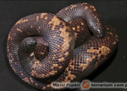 Calabaria reinhardtii – pyton ziemny