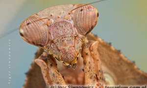 Deroplatys lobata