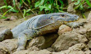 Varanus salvator – waran leśny