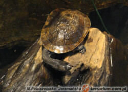 Chelodina mccordi – żółw wężoszyi (McCorda)*