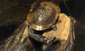 Chelodina mccordi – żółw wężoszyi (McCorda)*