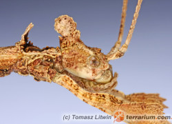 Phenacephorus cornucervi