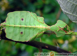 Phyllium ericoriai – liściec karbowany*
