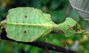 Phyllium ericoriai – liściec karbowany*