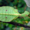 Phyllium ericoriai – liściec karbowany*