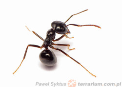 Jak zacząć hodowlę mrówek?