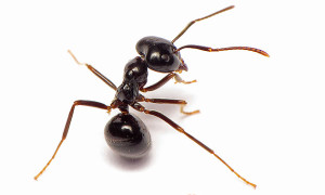 Jak zacząć hodowlę mrówek?