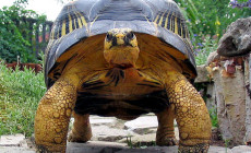 Układ symbiotyczny żółwi promienistych (Astrochelys radiata) z… kim?