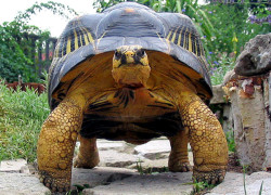 Układ symbiotyczny żółwi promienistych (Astrochelys radiata) z… kim?