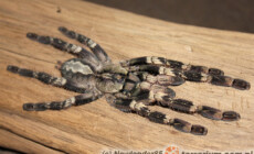 Poecilotheria smithi – ptasznik
