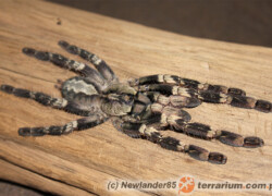 Poecilotheria smithi – ptasznik