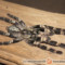 Poecilotheria smithi – ptasznik