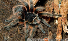 Nhandu carapoensis – ptasznik