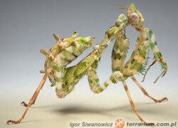 Blepharopsis mendica