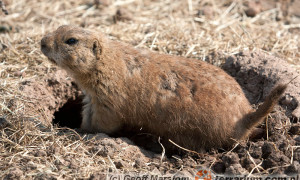 Cynomys ludovicianus – nieświszczuk czarnoogonowy