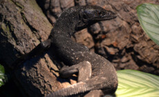 Varanus beccarii – waran