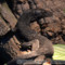Varanus beccarii – waran