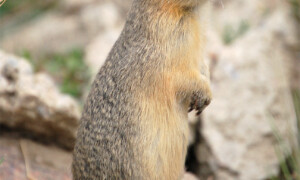 Urocitellus (Spermophilus) richardsonii – suseł Richardsona