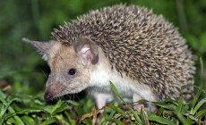 Hemiechinus auritus – jeż uszaty, jeż długouchy