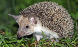 Hemiechinus auritus – jeż uszaty, jeż długouchy