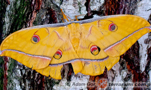 Antheraea yamamai – japoński jedwabnik dębowy*