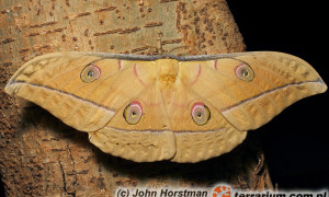 Antheraea pernyi – chiński jedwabnik dębowy