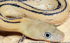 Bogertophis subocularis – wąż wielkooki