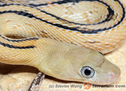 Bogertophis subocularis – wąż wielkooki