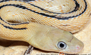 Bogertophis subocularis – wąż wielkooki