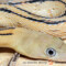 Bogertophis subocularis – wąż wielkooki