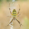 Argiope bruennichi – tygrzyk paskowany