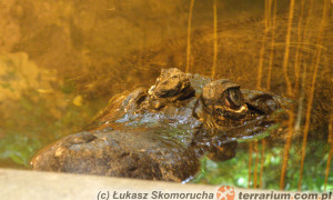 Niedobory tiaminy u krokodyli; prawdopodobny przypadek kliniczny