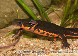 Cynops pyrrhogaster – traszka japońska
