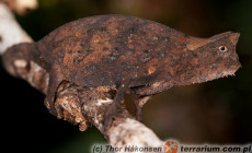 Brookesia superciliaris
