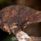 Brookesia superciliaris