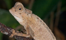 Brookesia stumpffi