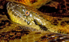 Eunectes notaeus – anakonda żółta