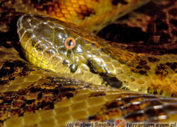 Eunectes notaeus – anakonda żółta