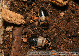 Samiec i samica - Lucihormetica subcincta - karaczan świetlikowy*