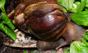 Achatina spp. – afrykańskie ślimaki olbrzymie