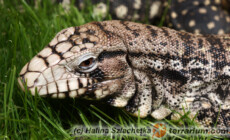 Tupinambis merianae – teju argentyński czarno-biały*