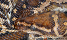 Python anchietae – pyton angolski