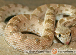 Spalerosophis diadema – wąż diademowy