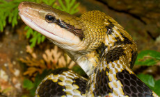 Orthriophis taeniurus – wąż chiński