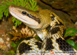 Orthriophis taeniurus – wąż chiński