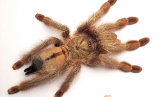 Psalmopoeus pulcher – panamska blondynka