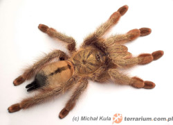 Psalmopoeus pulcher – panamska blondynka